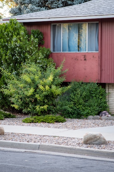 A suburban house with red siding partially obscured by lush green shrubs and bushes. A curtain is visible through a large window. Decorative rocks and small plants line a neatly maintained garden area in front of a concrete sidewalk.