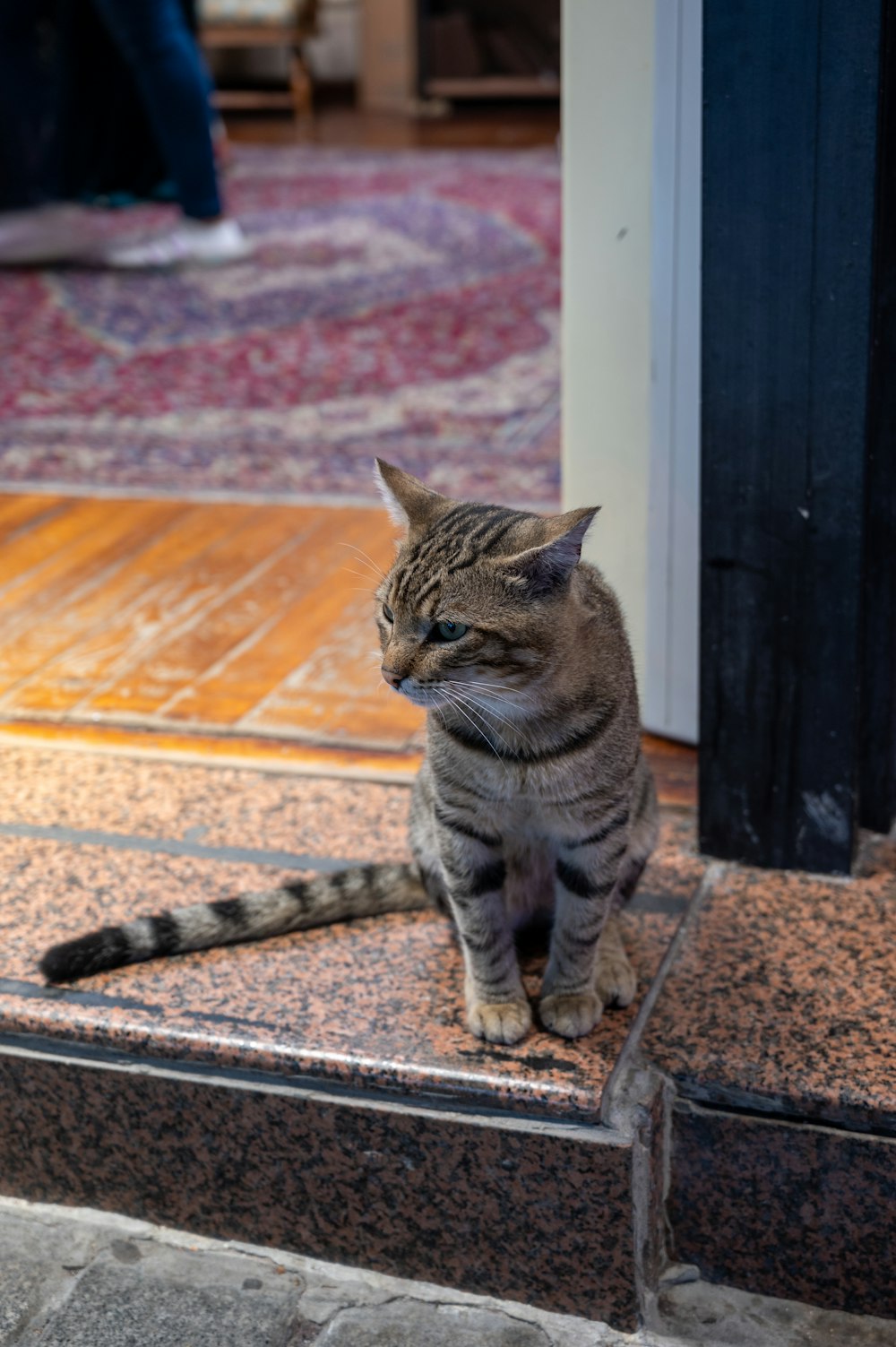 Un gato sentado en un escalón