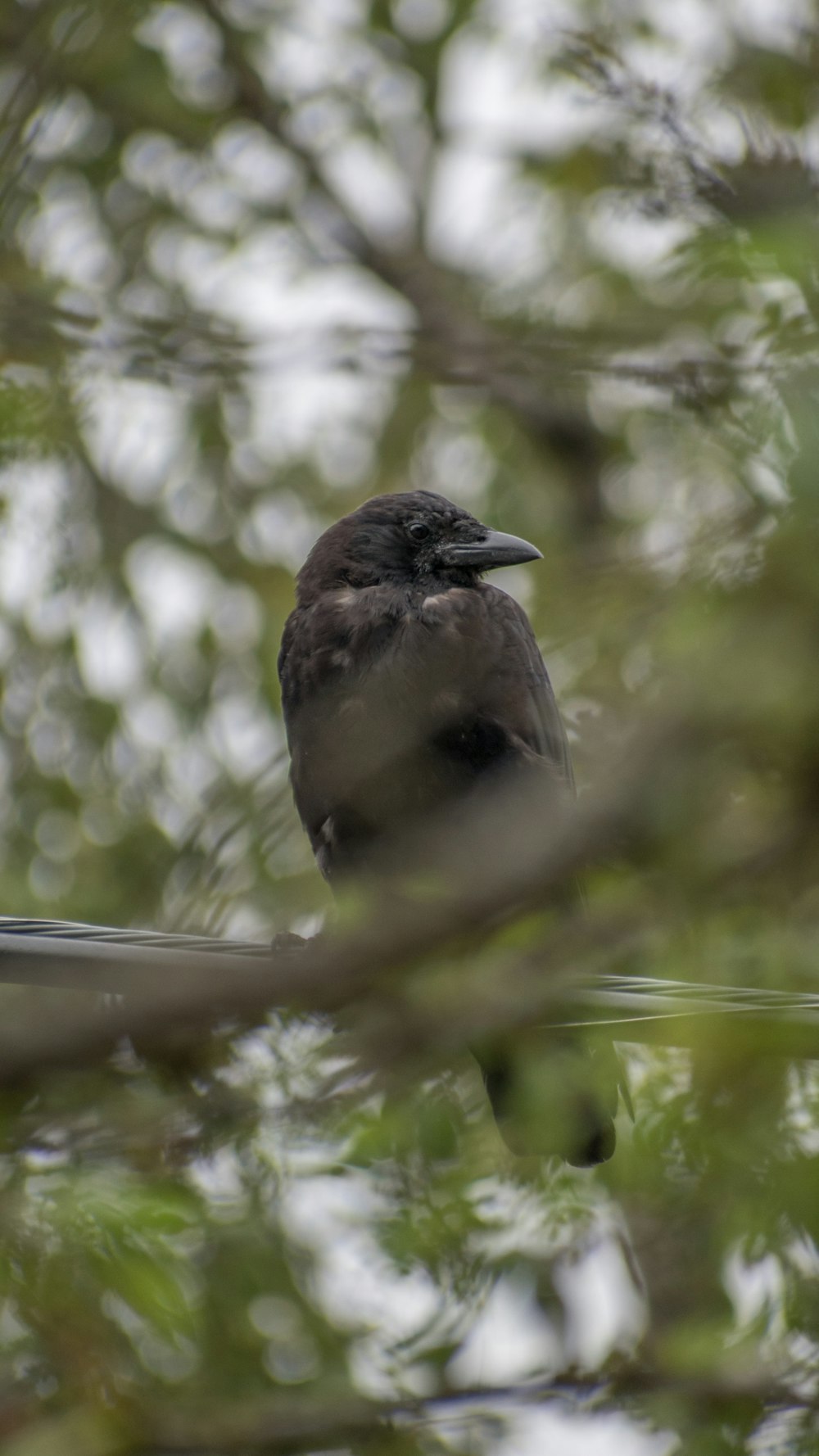 a bird sitting on a branch