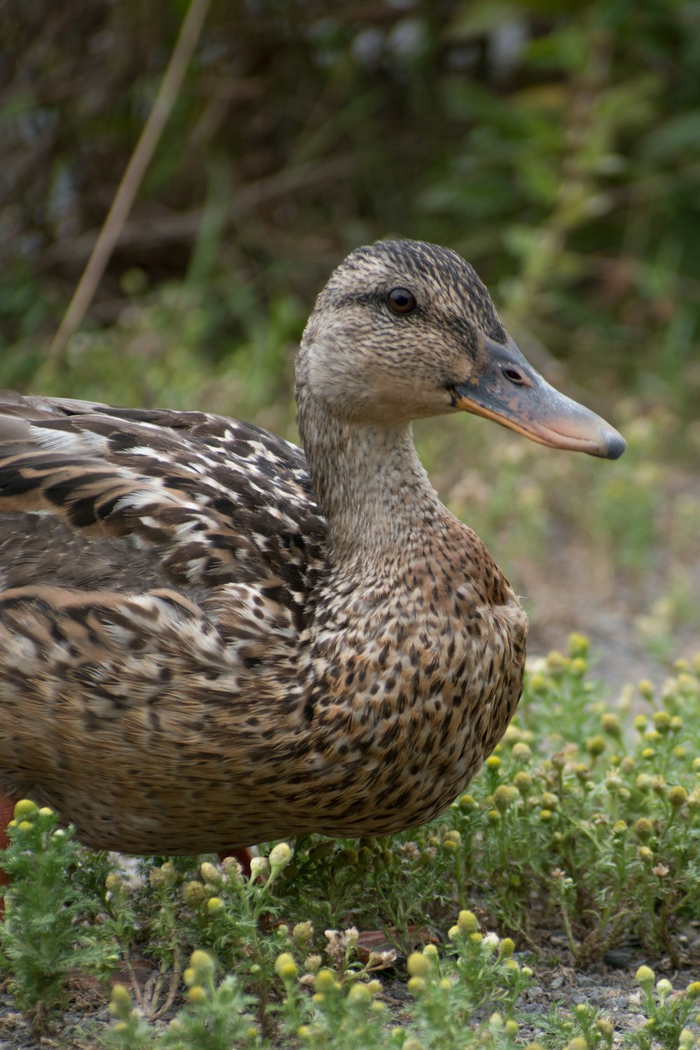 a duck in the grass