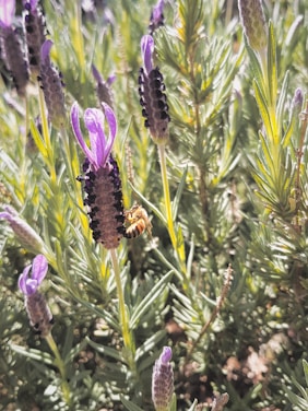 A vibrant honey bee perched on a bright yellow flower in a lush forest near the IKN area.