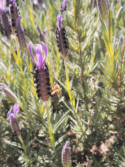 A vibrant honey bee perched on a bright yellow flower in a lush forest near the IKN area.