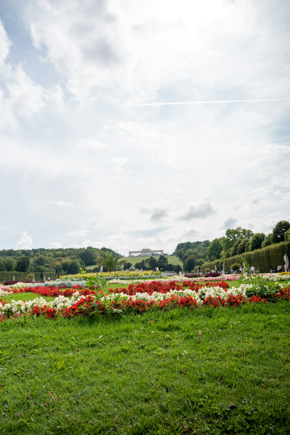 a field of flowers