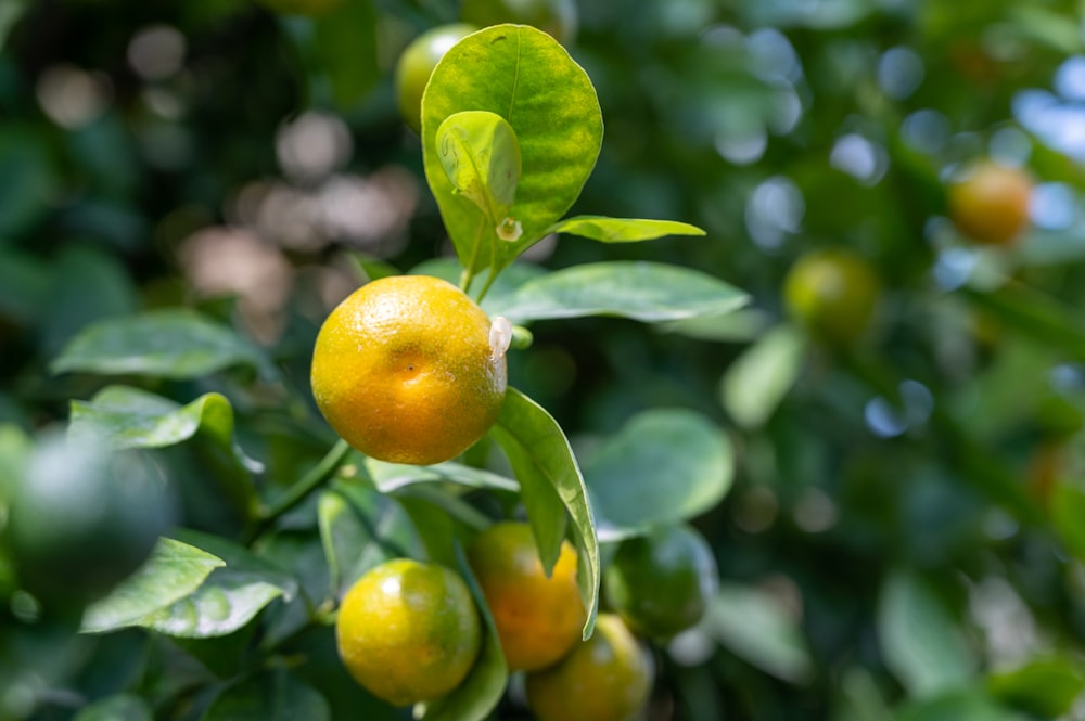a group of lemons on a tree