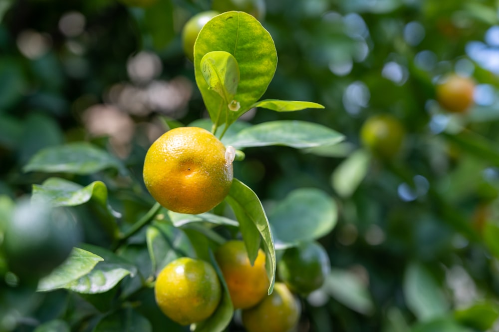 Un grupo de limones en un árbol