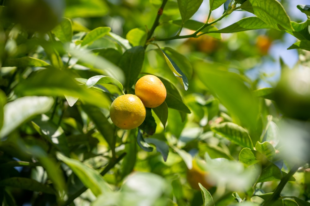 a group of fruits on a tree