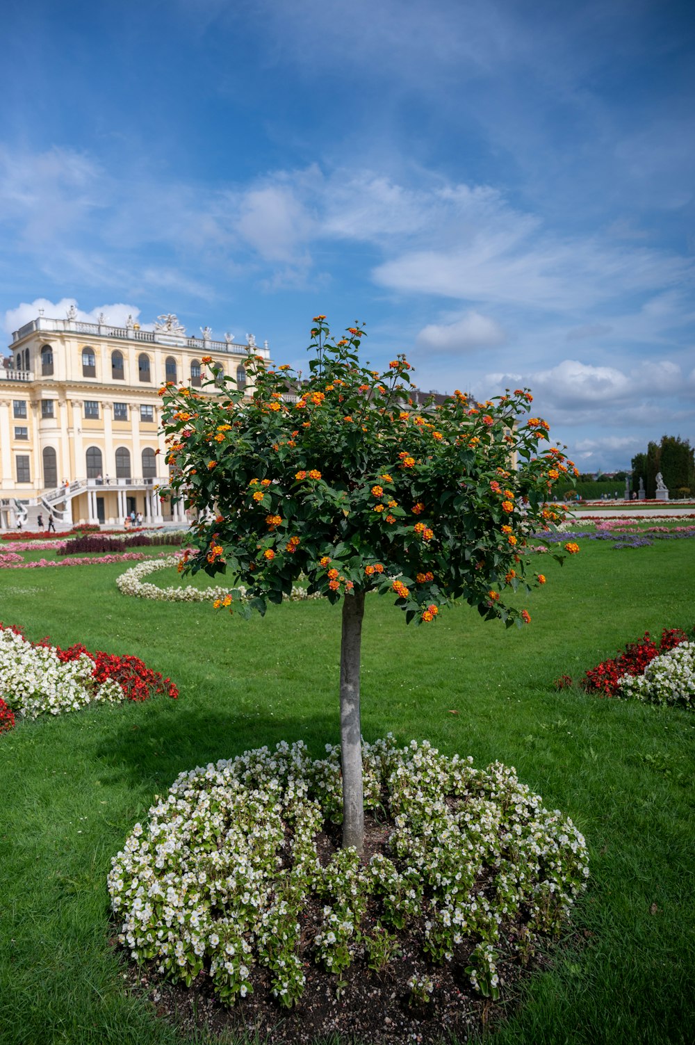 a tree in a garden