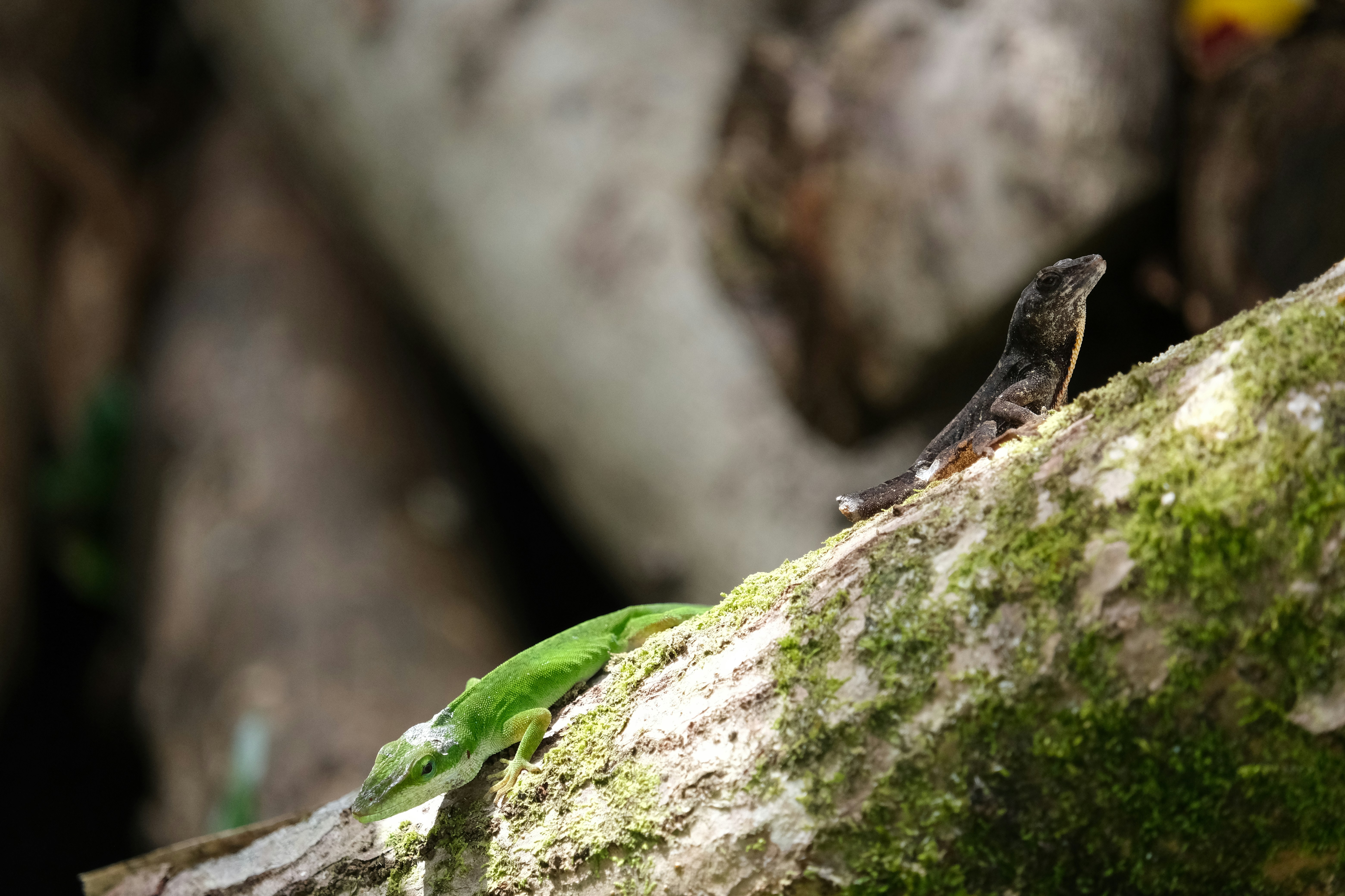 Photo by arunesheswaran