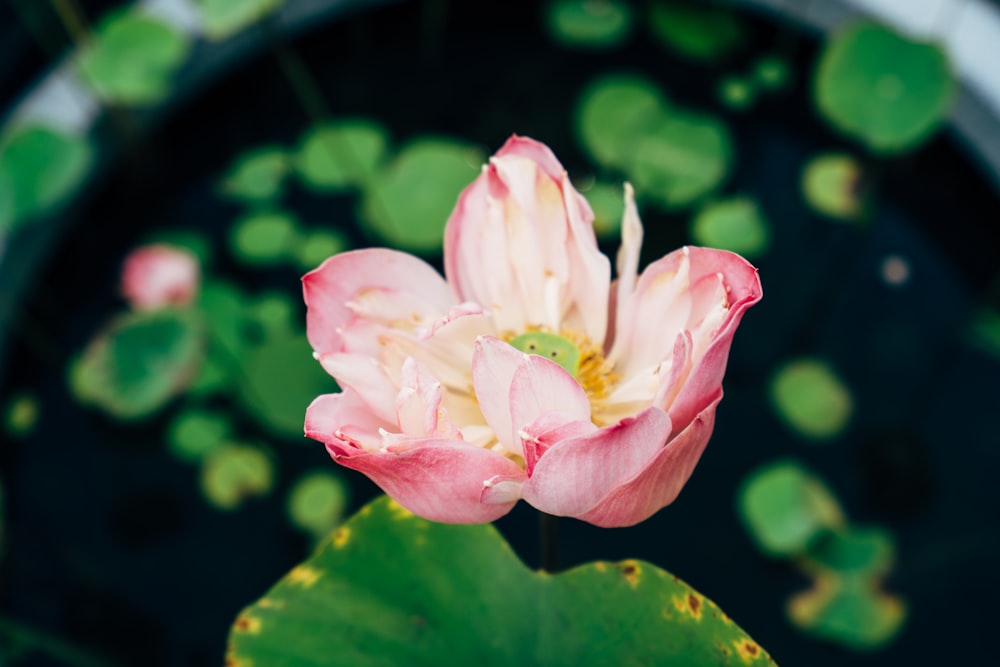 a pink flower with green leaves