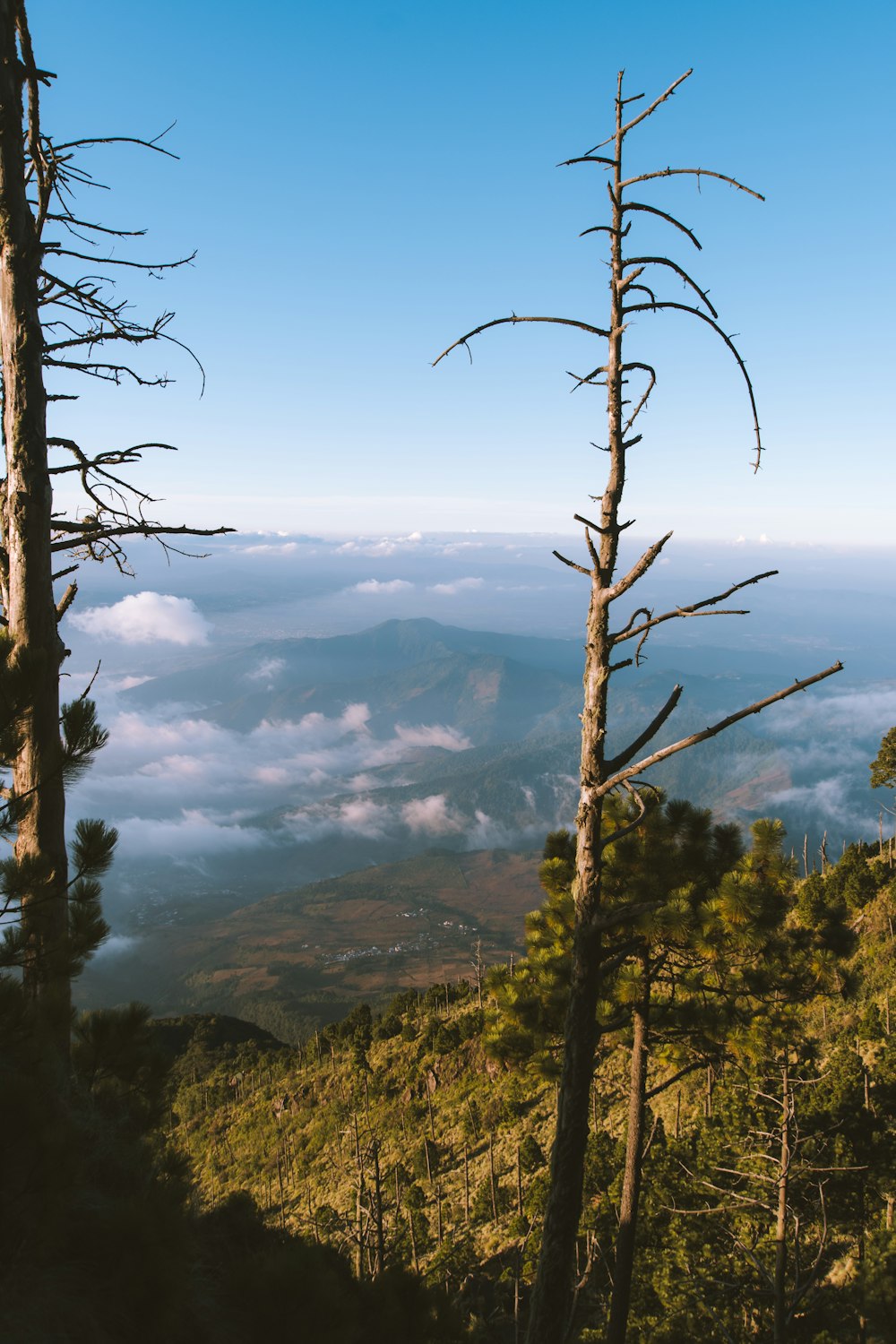 une vue d’une vallée avec des arbres et des montagnes en arrière-plan