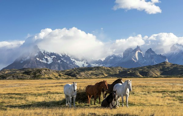 Horses standing in a field — Torres del Paine, Chile