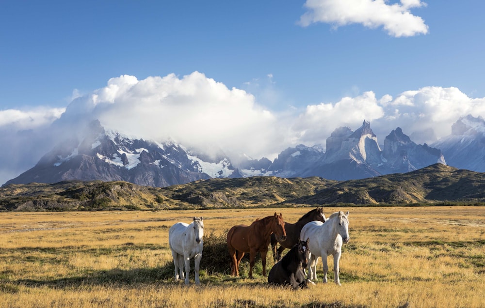 horses standing in a field