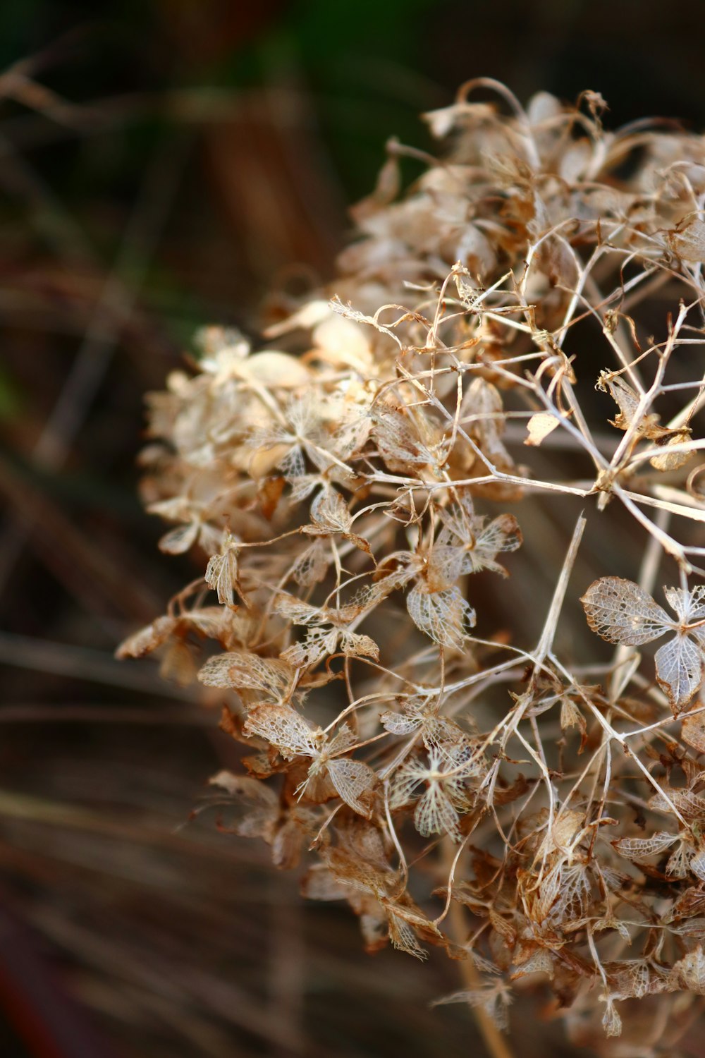 a close up of a plant