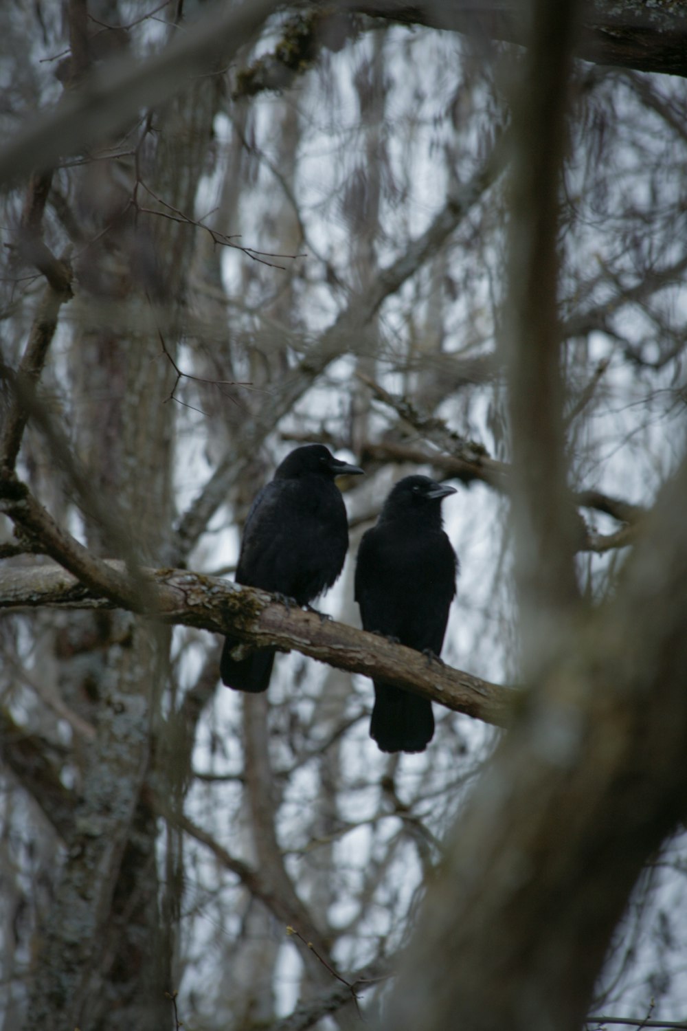 two birds sitting on a tree branch