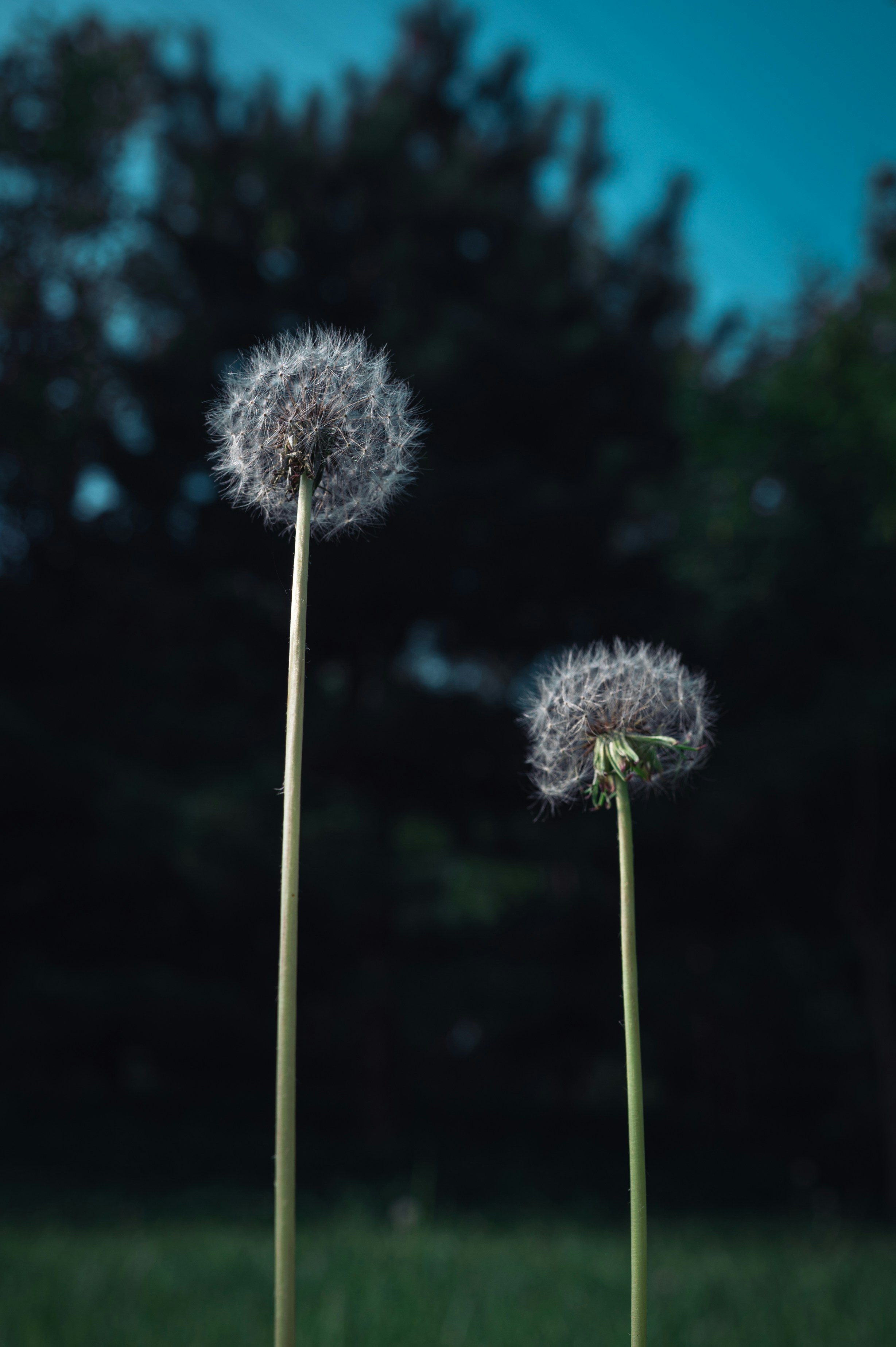 Photo by peek_a_boo_who