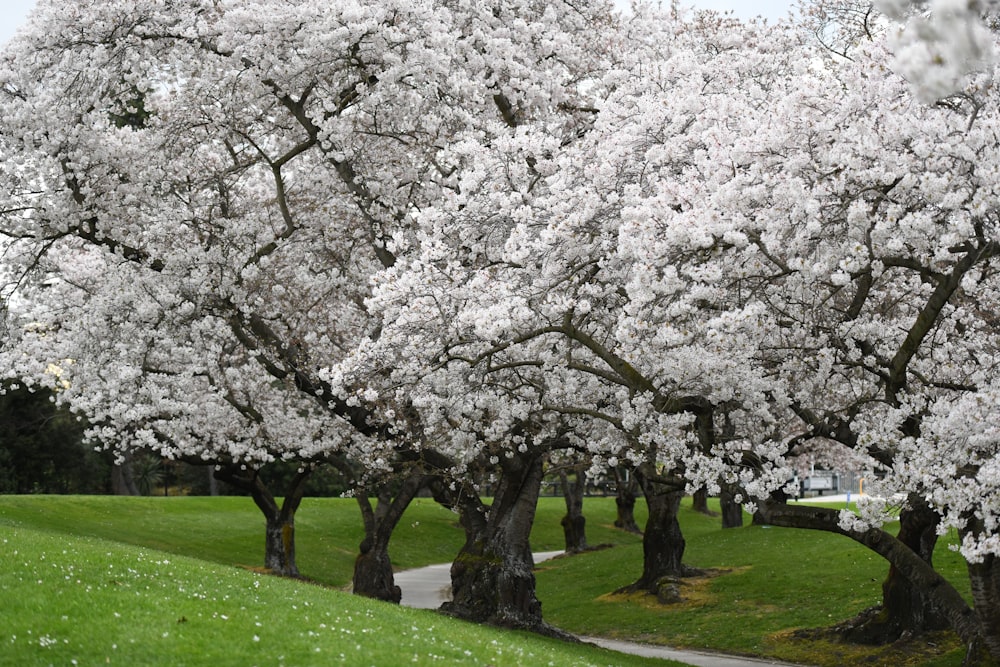 a group of trees with white blossoms