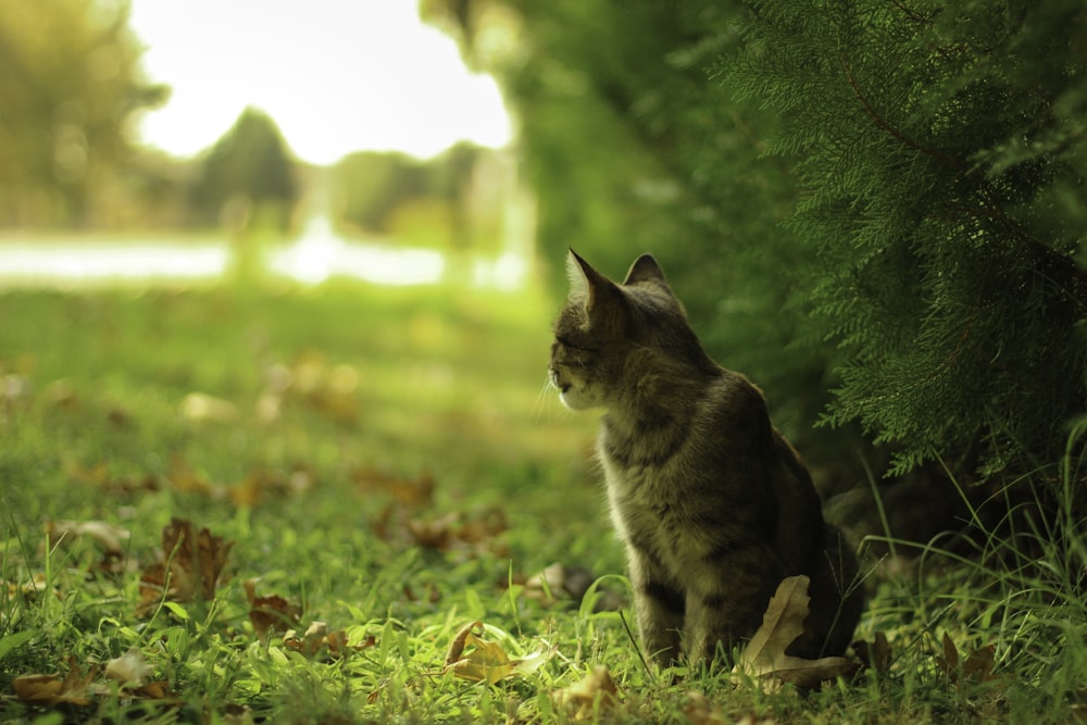 a cat sitting in the grass