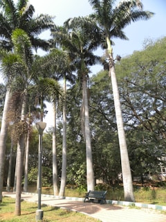 Tall palm trees line a paved pathway with a park bench nearby. The trees have slender gray trunks topped with lush green fronds. A lamp post stands among the trees, and the background is filled with dense foliage under a clear blue sky.