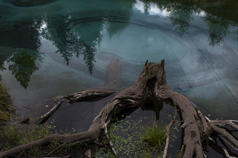 a tree branch in the water