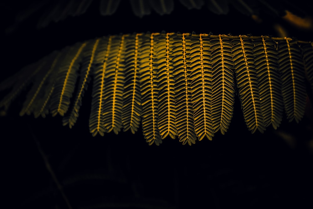 a close-up of a green and yellow rope