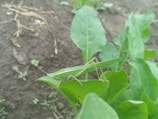 A green grasshopper rests on a vibrant green leaf among a small cluster of leaves in a garden or natural setting. The background features a soil surface with a few scattered dry leaves and twigs.