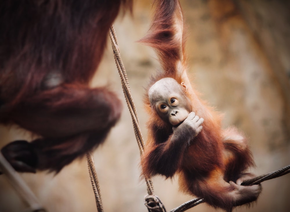 a monkey holding a baby monkey