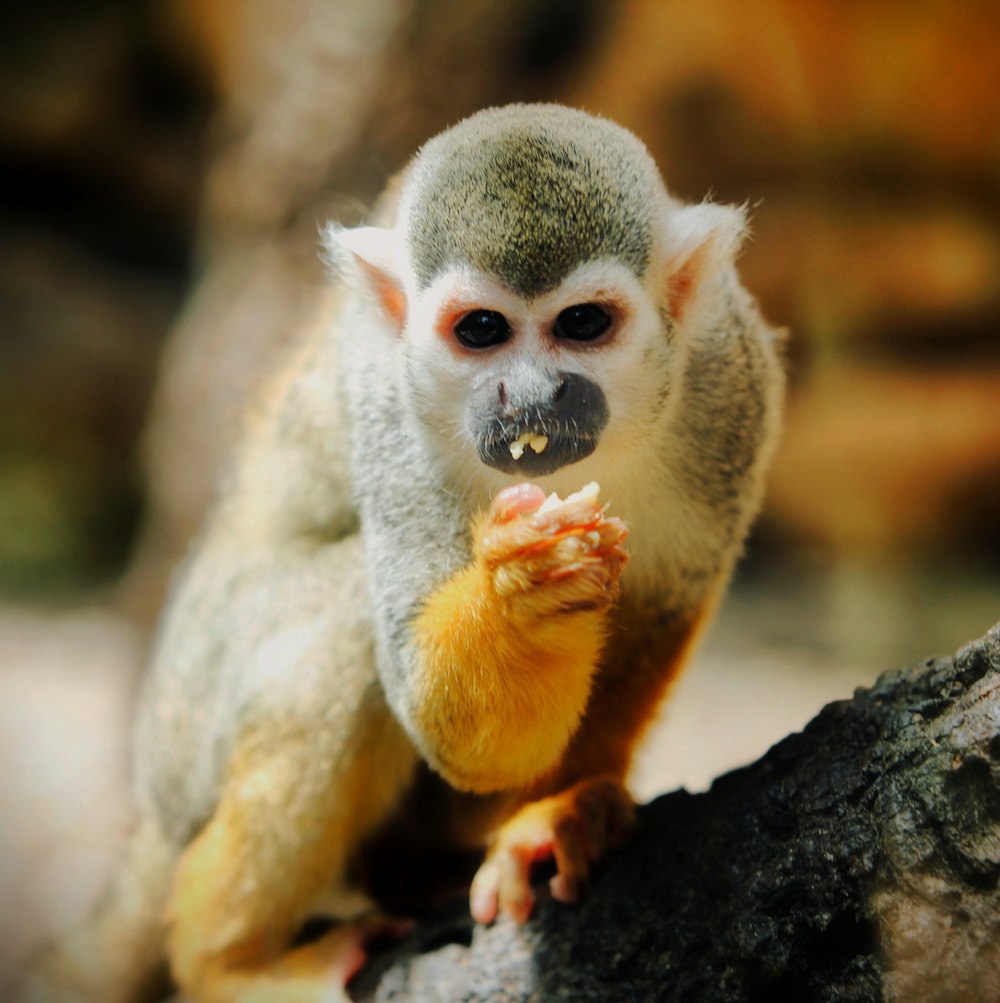 a baby lemur on a tree branch