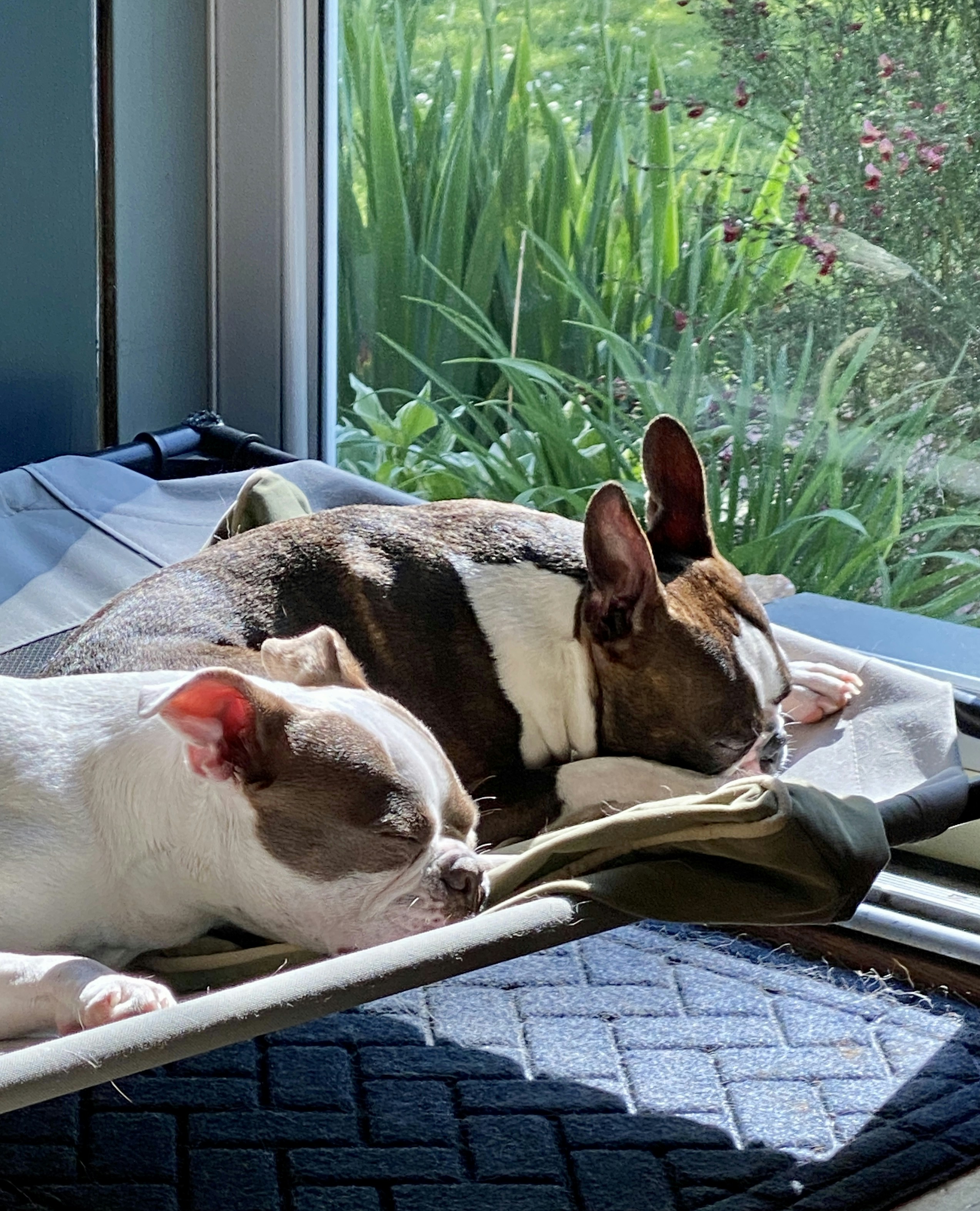 A cozy scene of a dog and cat resting peacefully together in a sunlit room.