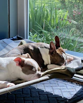 A peaceful scene of a dog and cat sleeping side by side on an orthopedic bed bathed in gentle afternoon light.