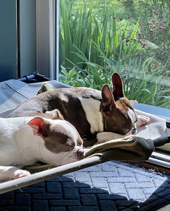 Two dogs cuddling closely on a sunny porch, their eyes full of trust.