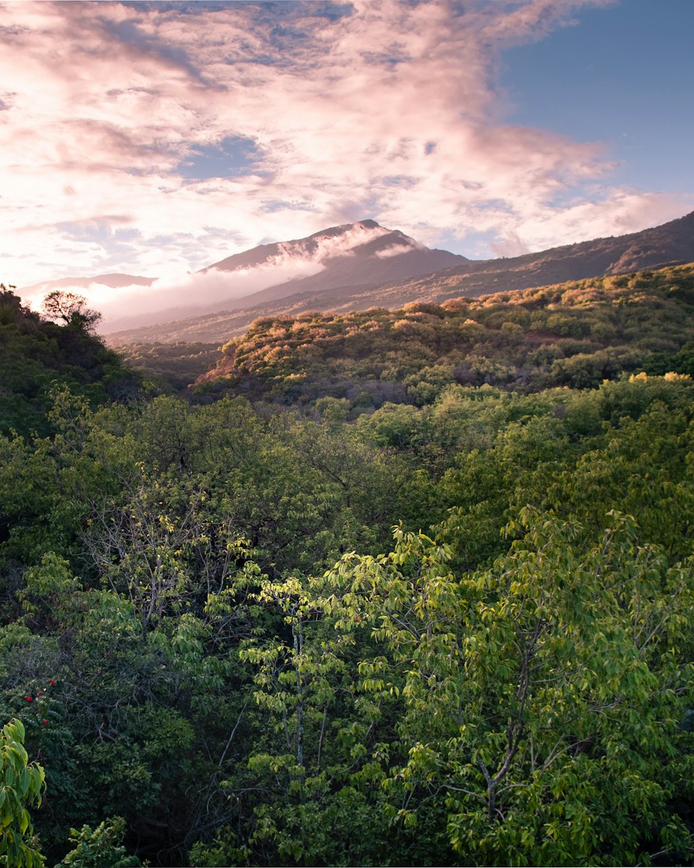 a forest with a mountain in the background