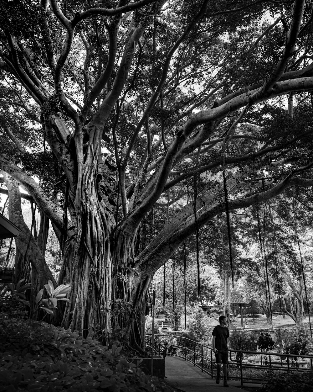 a person standing next to a tree