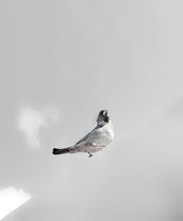 Tia Mae’s graphite artwork showing a delicate bird perched quietly on a branch.
