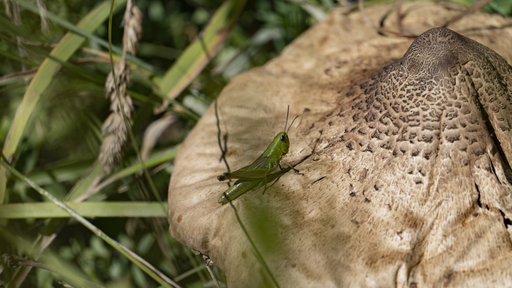 a bug on a piece of wood