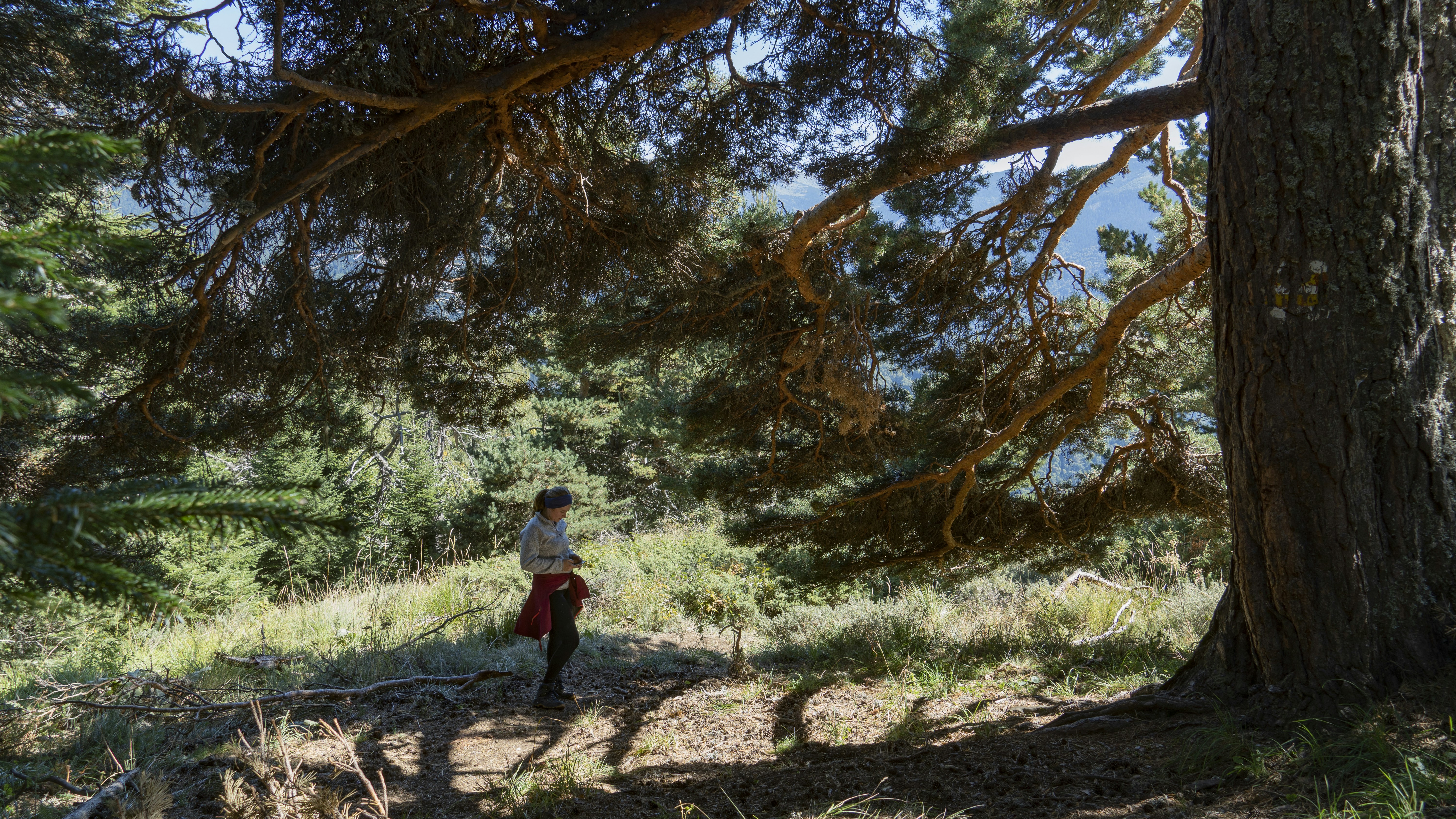 Ein Mann geht in einem Wald spazieren