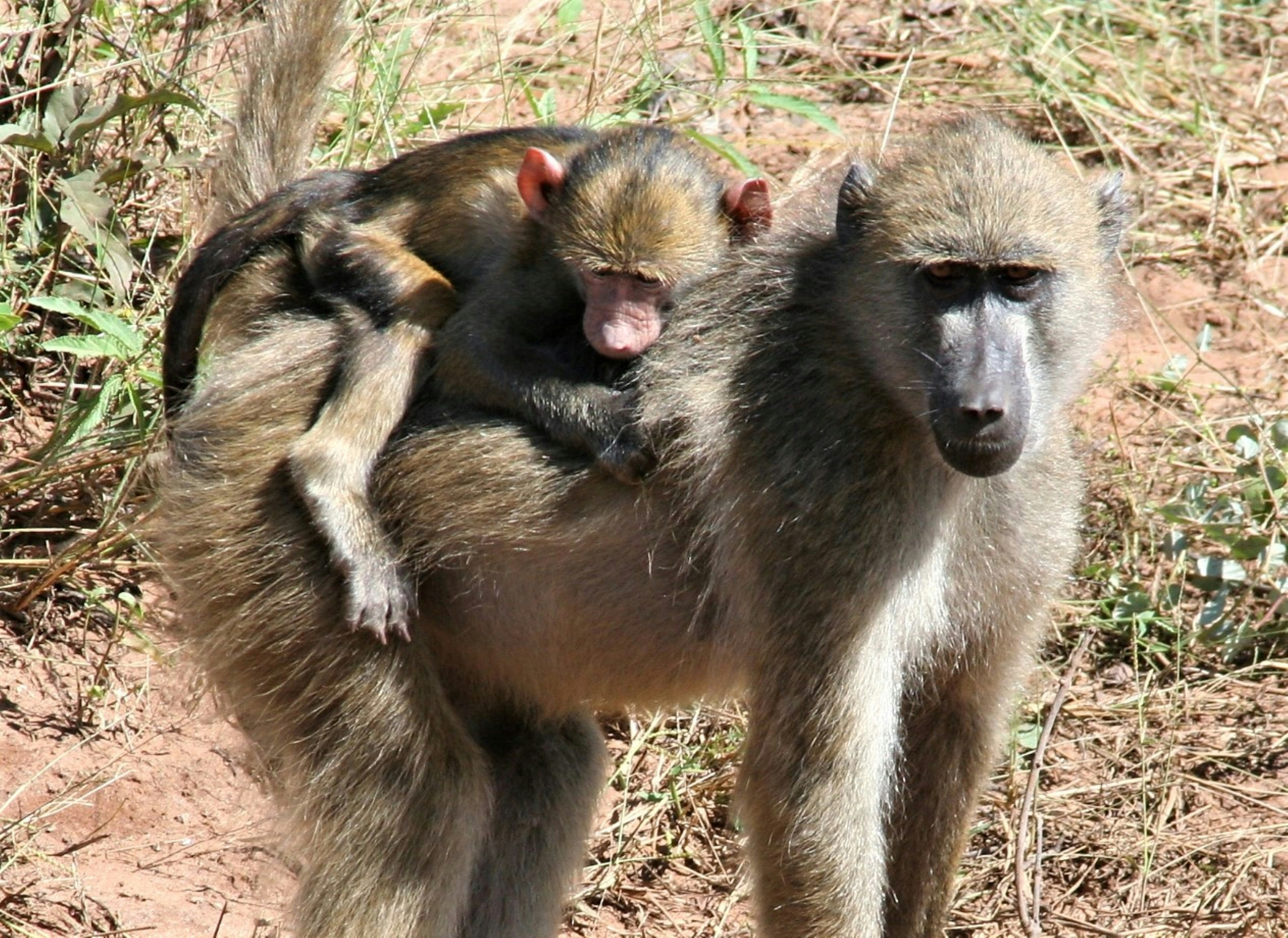 Photo by craigmanners_com