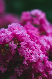 Vivid pink flowers with ruffled petals are closely clustered together, creating a lush, textured appearance against a soft focus background of greens and darker hues.