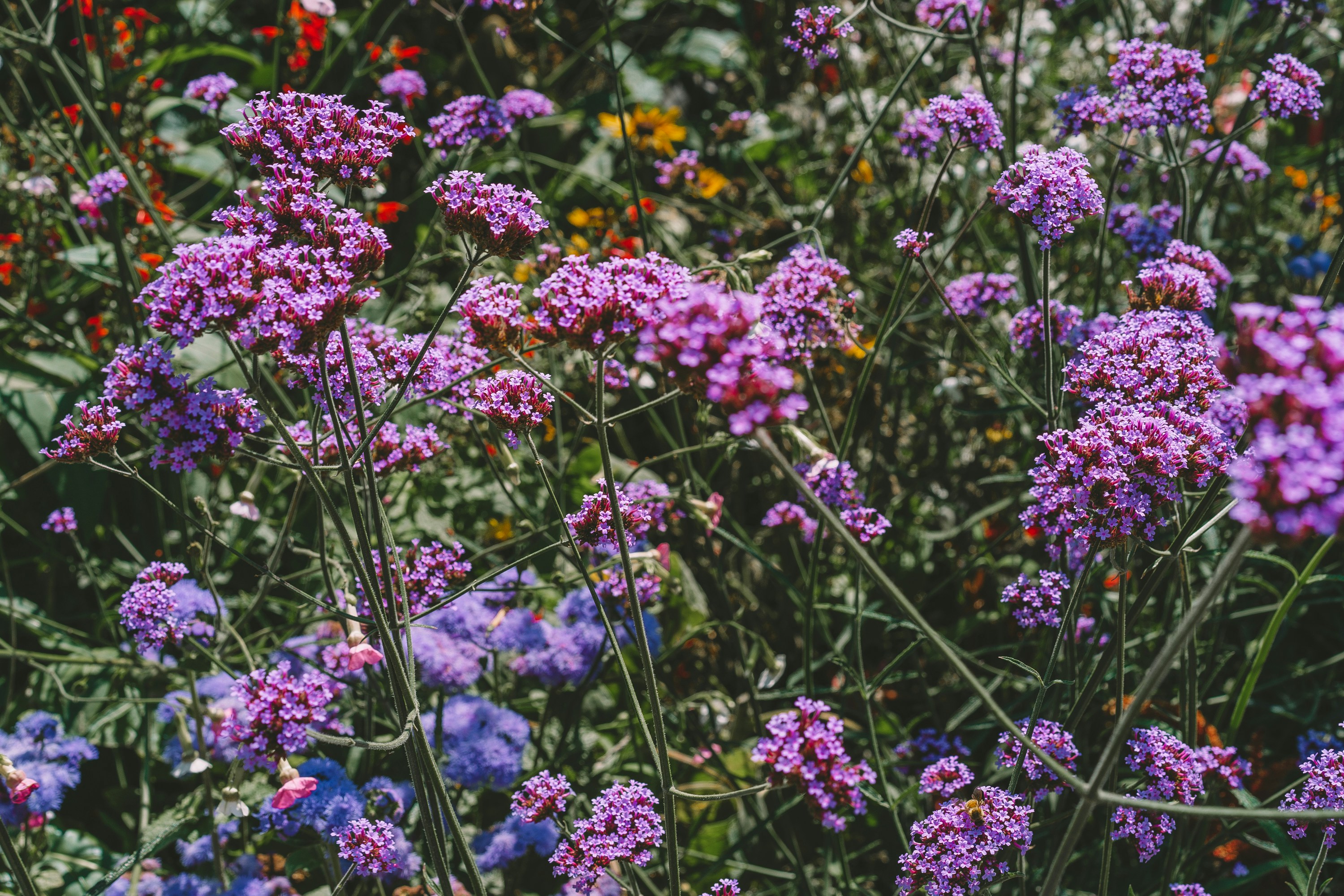 Photo by carolineclementine