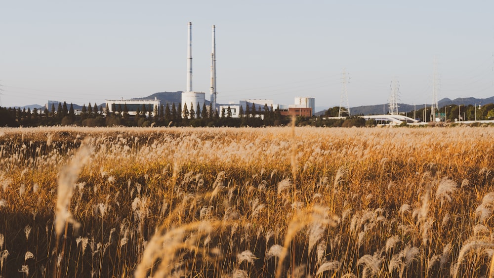 a field of wheat with buildings in the background