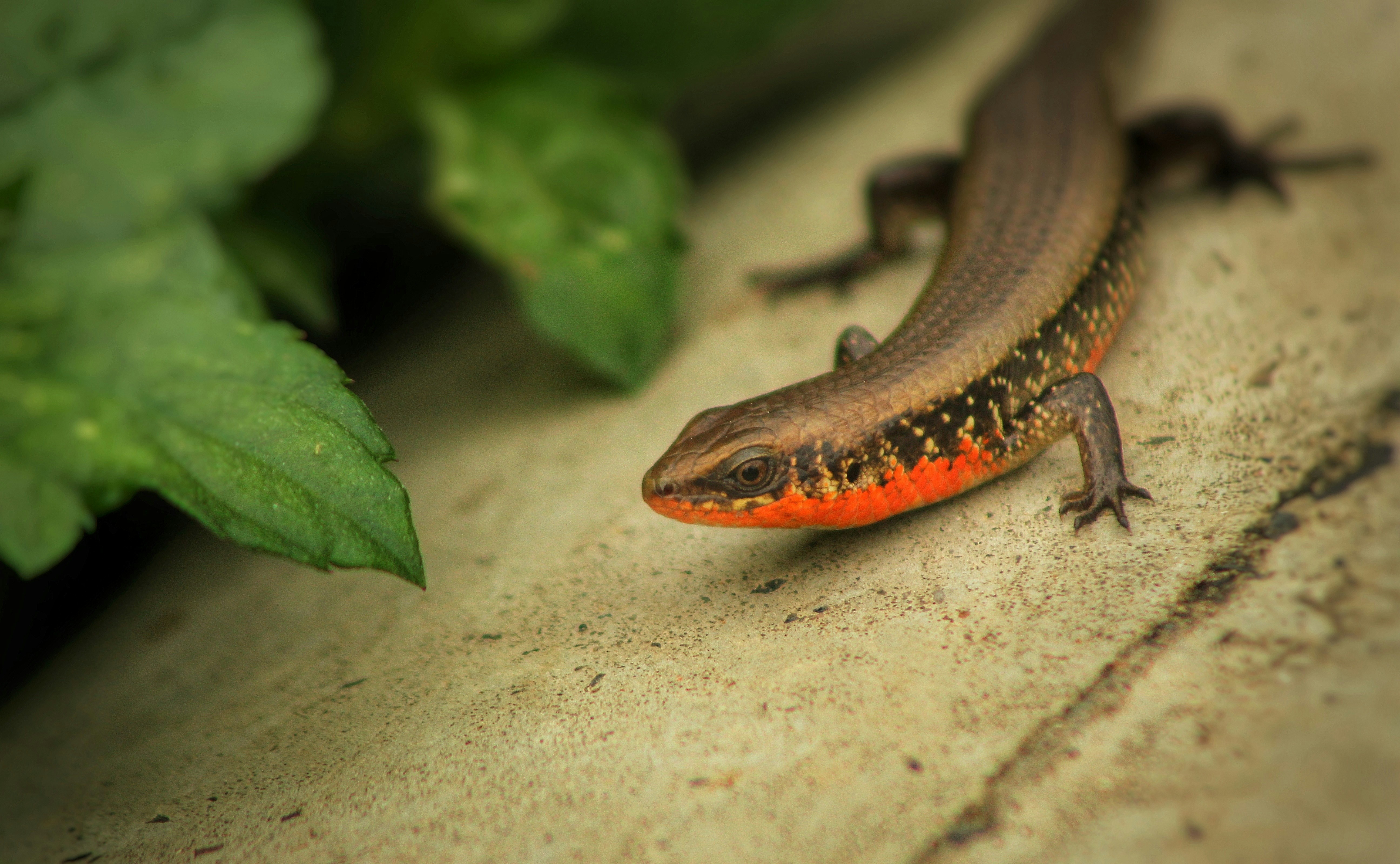 ZaZoo Reptiles's image