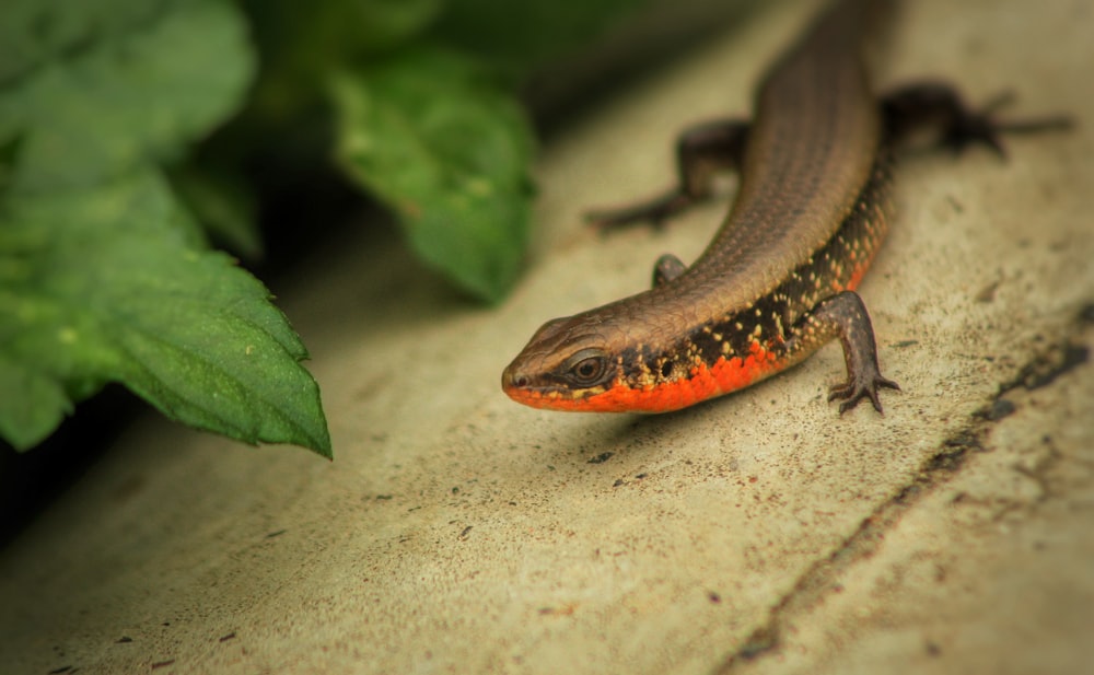 a lizard on a rock