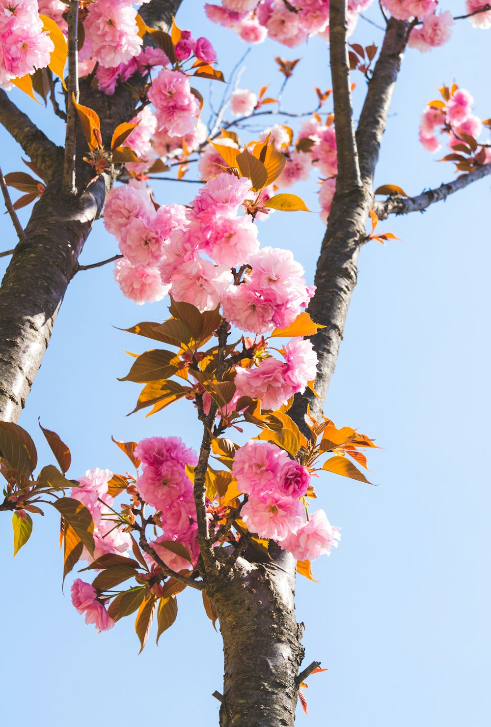 a tree with pink flowers