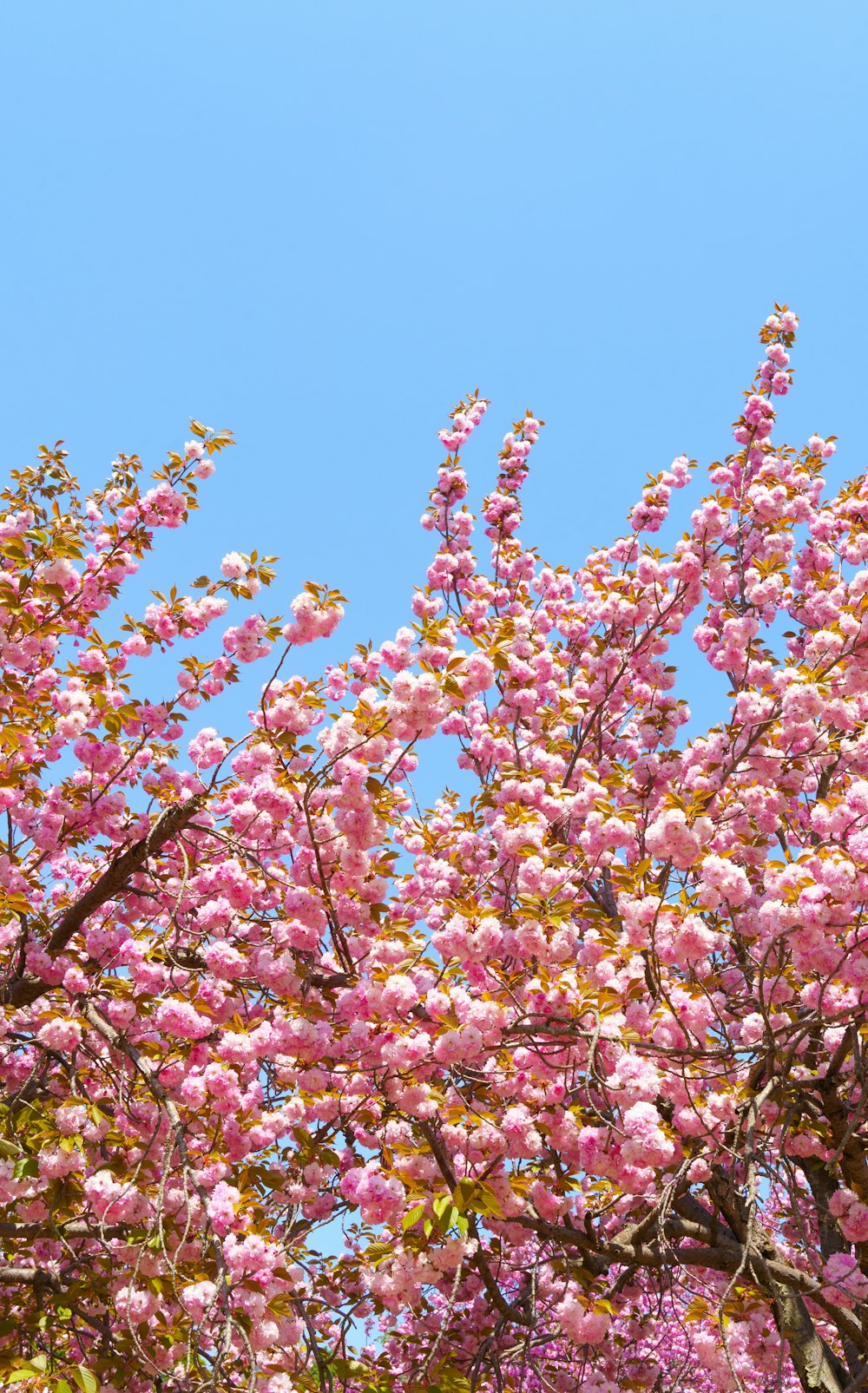 a tree with pink flowers