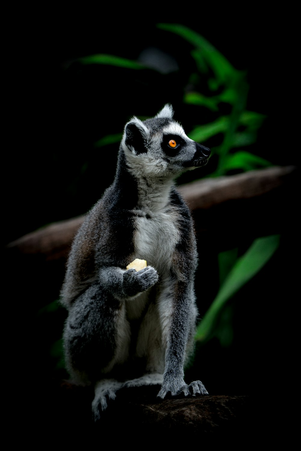 a lemur on a branch