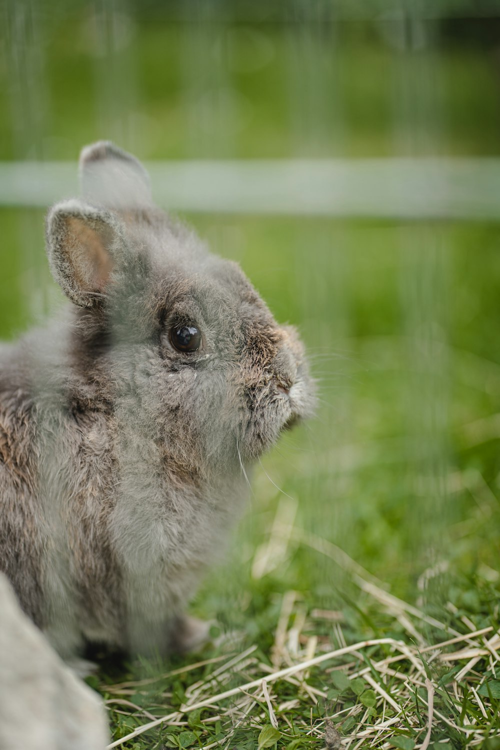 a small rodent standing on grass