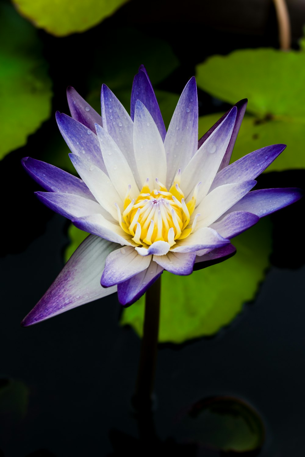 a purple flower with yellow center