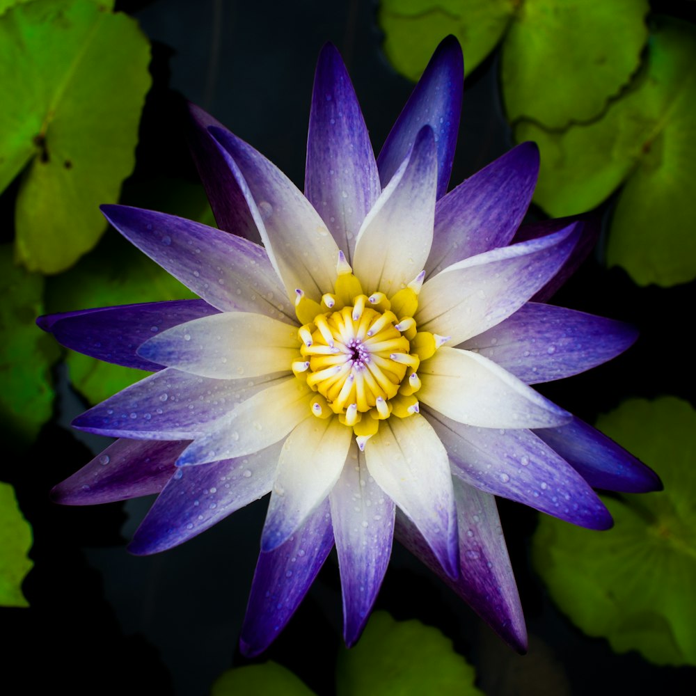 a purple flower surrounded by green leaves