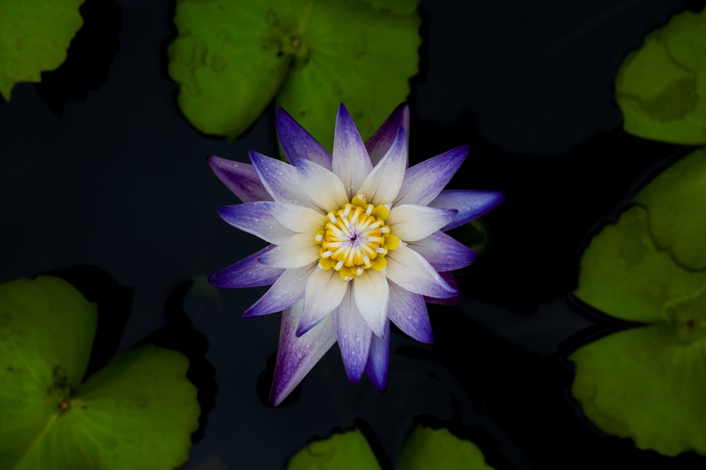 a flower in a pond