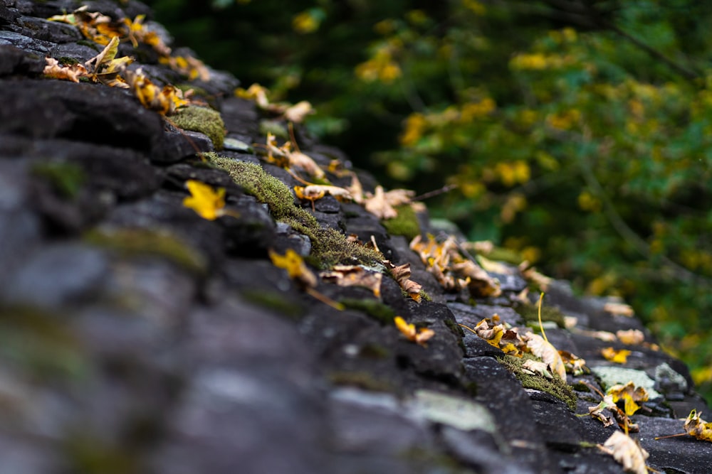 a close-up of some leaves