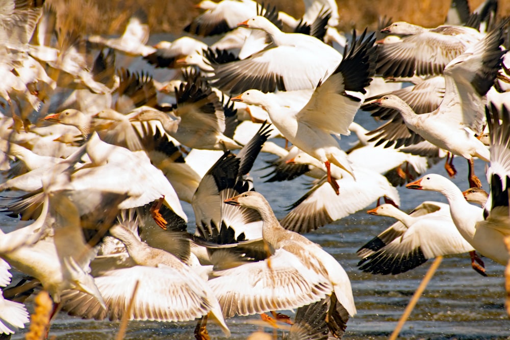 a flock of birds flying over water